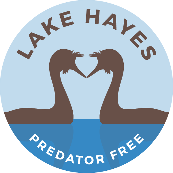 Working to ensure Lake Hayes is Predator Free in order to protect native wildlife