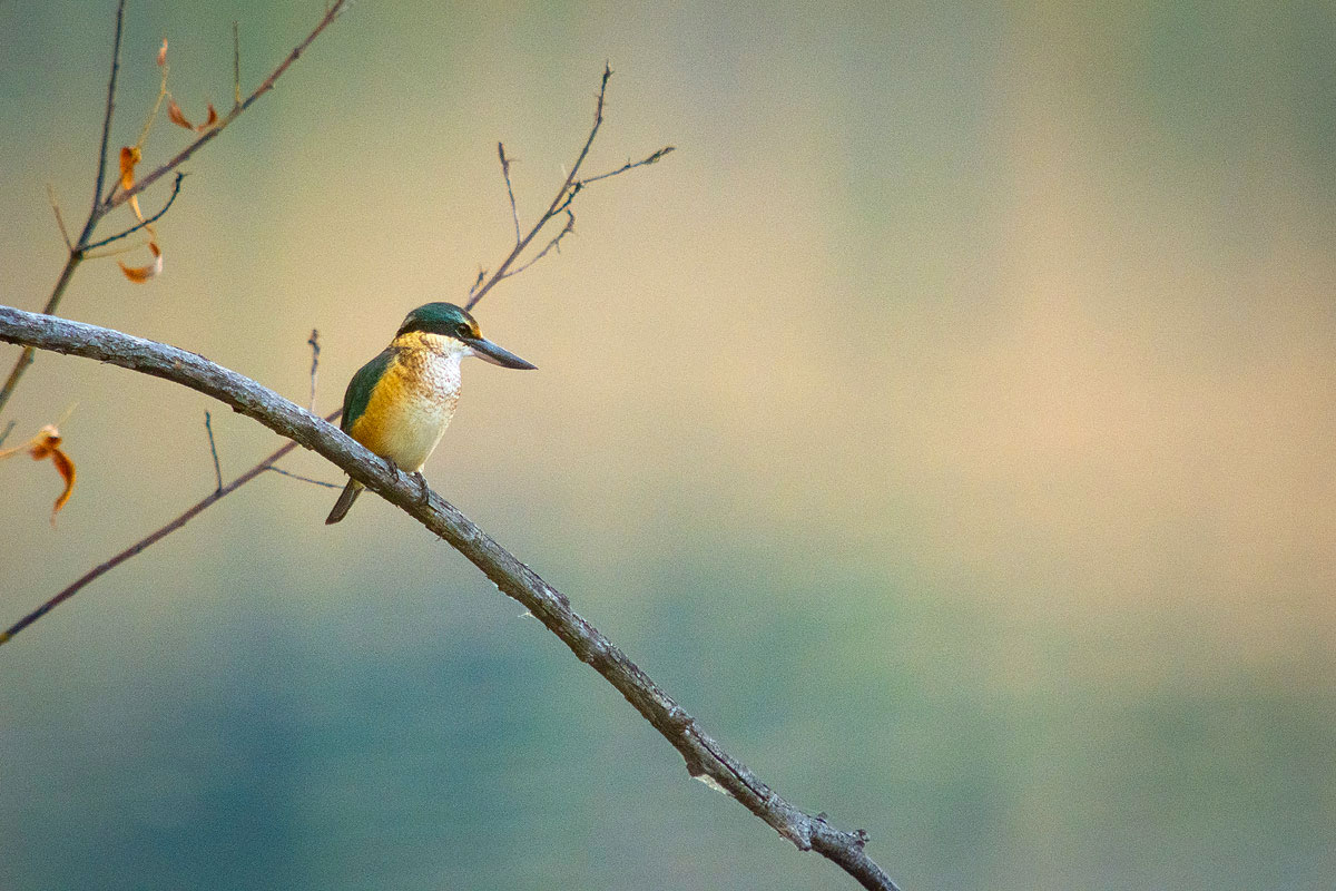 Sacred Kingfisher (kōtare)